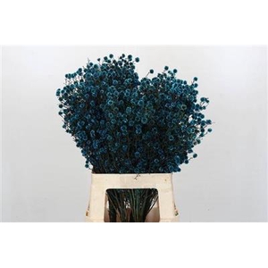 STILLINGIA BLAUW KLB H%