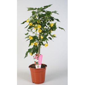 Abutilon overig op stam geel