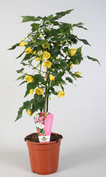 <h4>Abutilon overig op stam geel</h4>