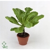 Brighamia insignis Hawaiian Palm 12Ø 55cm