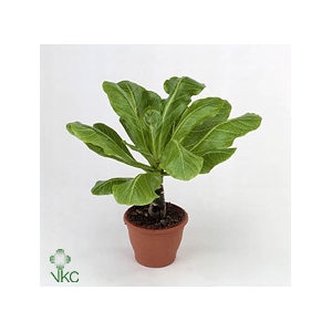 Brighamia insignis 'Hawaii Palm'
