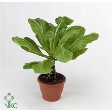 <h4>Brighamia insignis 'Hawaii Palm'</h4>