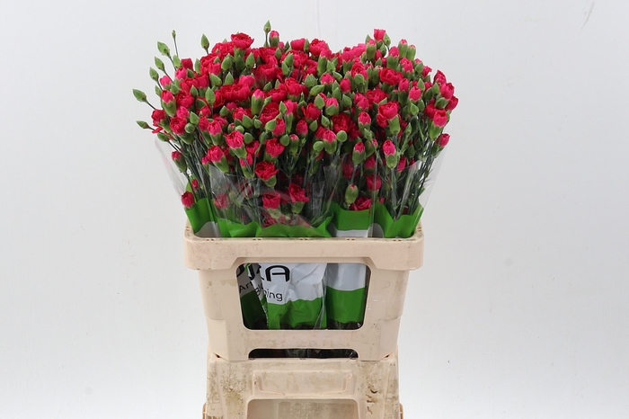 <h4>Di Tr Pigeon x20</h4>