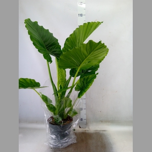 Alocasia gageana