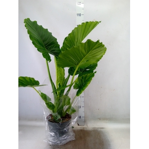 Alocasia gageana