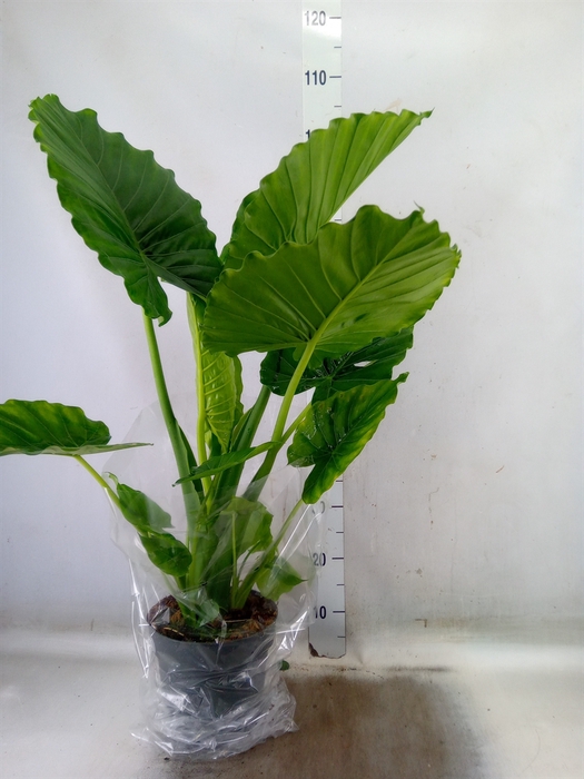 <h4>Alocasia gageana</h4>