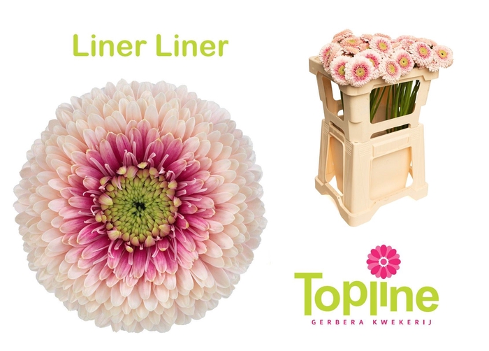 <h4>Gerbera Bolero LinerLiner</h4>