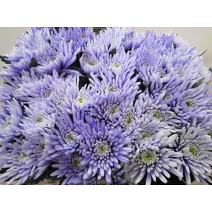 Chr G Topspin Pastel Lilac