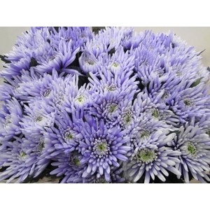 Chr G Topspin Pastel Lilac