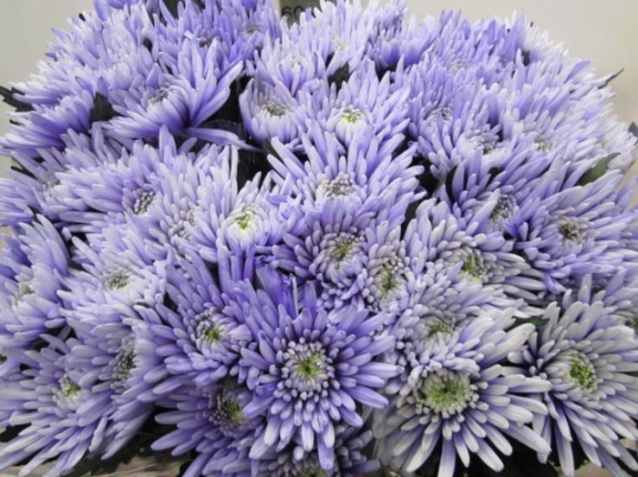 <h4>Chr G Topspin Pastel Lilac</h4>