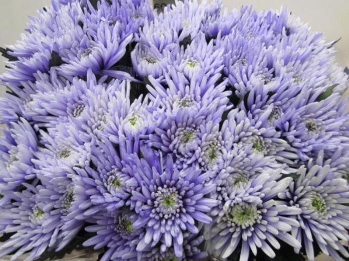 <h4>Chr G Topspin Pastel Lilac</h4>