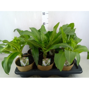 Eucomis bicolor