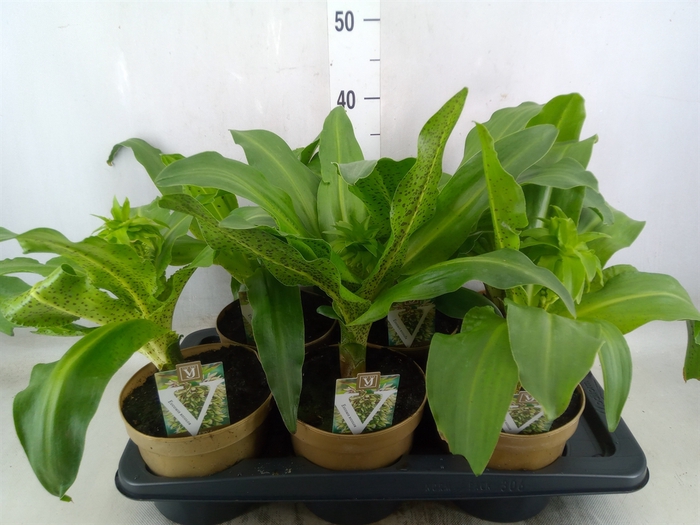 <h4>Eucomis bicolor</h4>