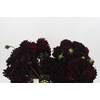 Dahlia Black Destiny