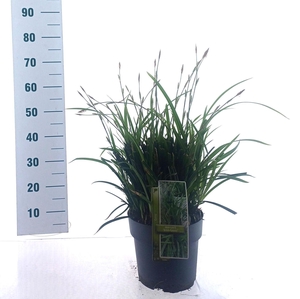 Carex morrowii