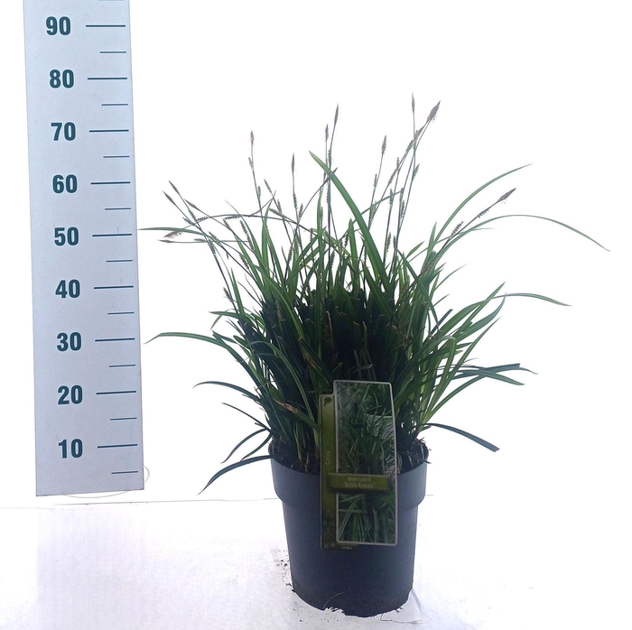 <h4>Carex morrowii</h4>