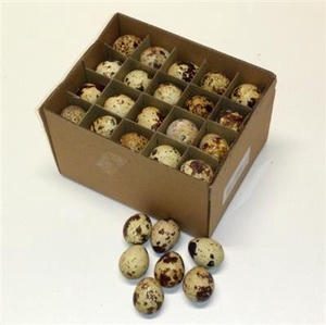 EI KWARTEL X60 DOOSJE PER COLLI