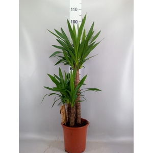 Yucca   ...