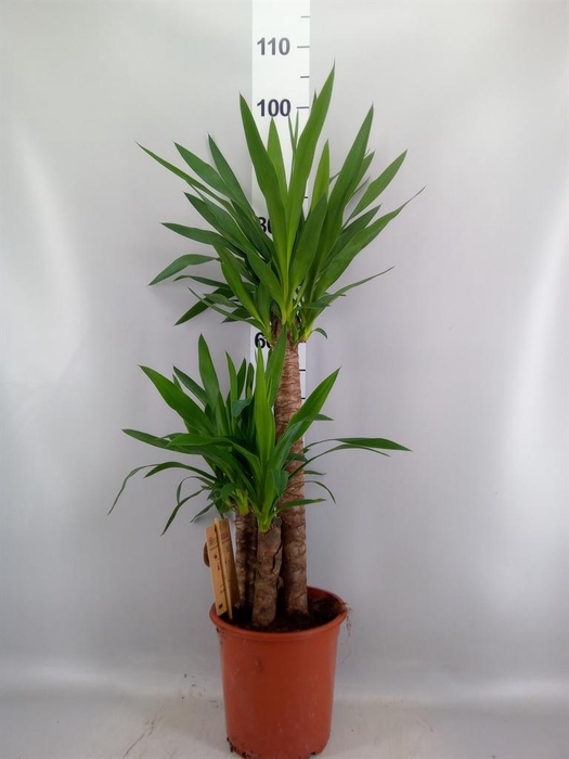 <h4>Yucca   ...</h4>