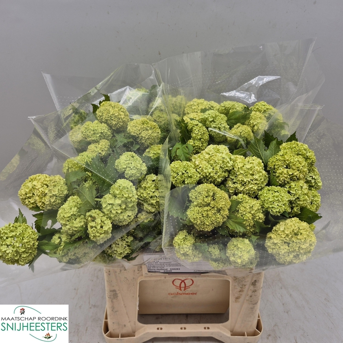 <h4>VIBURNUM ROSEUM ST</h4>