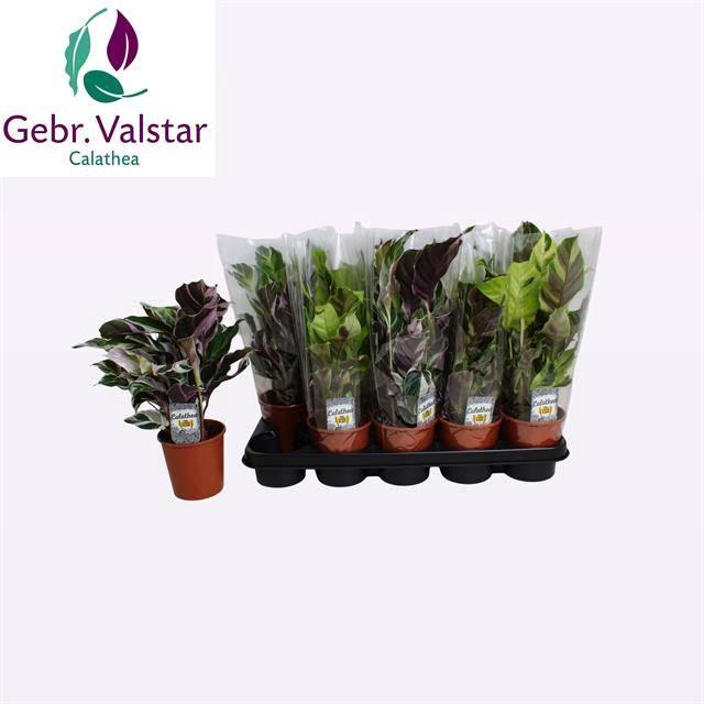 <h4>CALAT GEM 2 SRT</h4>