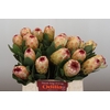 Protea Grandicolor