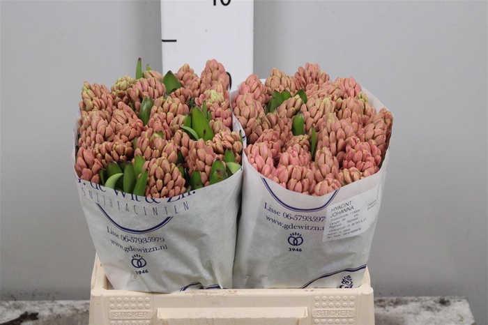 <h4>Hyac Johanna</h4>