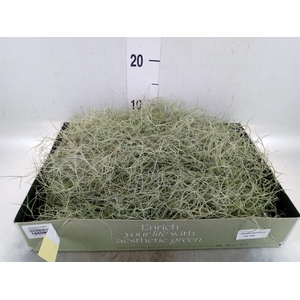 Tillandsia usneoides