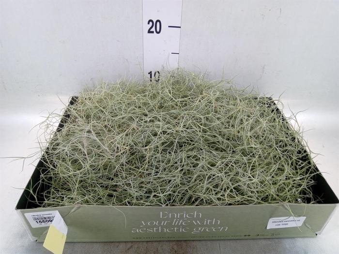 <h4>Tillandsia usneoides</h4>
