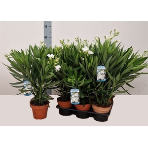 NERI OLEANDER