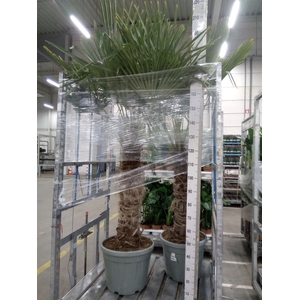 Trachycarpus fortunei
