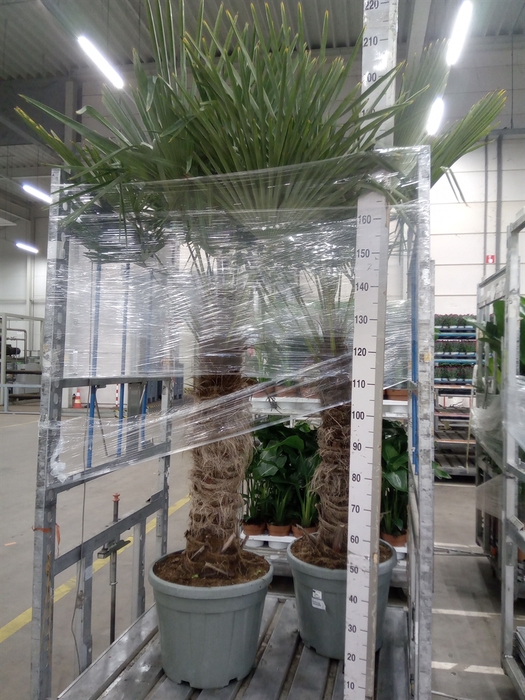 <h4>Trachycarpus fortunei</h4>