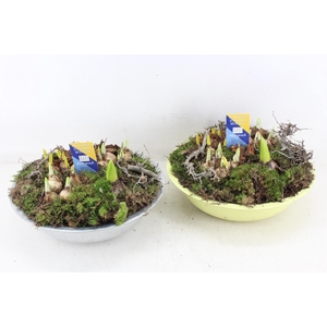 arr4 Bollenmix MB - Zink schaal mix zilver/yellow