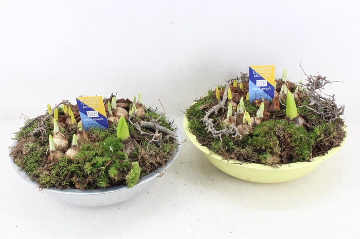 <h4>arr4 Bollenmix MB - Zink schaal mix zilver/yellow</h4>