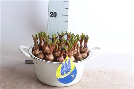 <h4>Arr Muscari</h4>