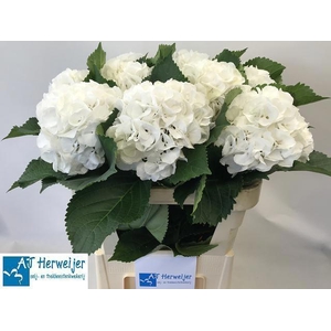 Hydrangea Royal Princess