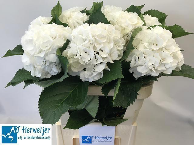 <h4>Hydrangea Royal Princess</h4>