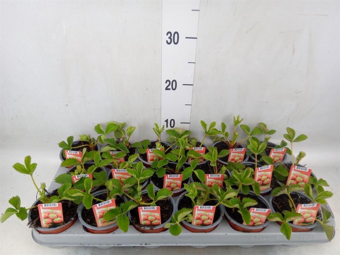 <h4>Fragaria   ...</h4>