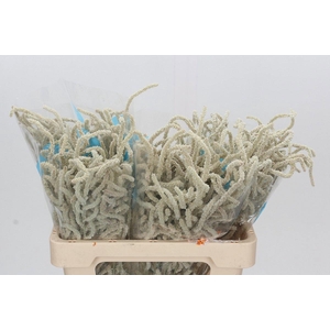 AMAR YEARMING DESERT