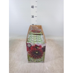 Dahlia   ...flowerbulbs