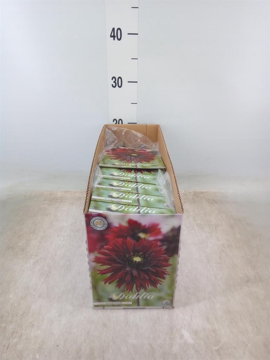 <h4>Dahlia   ...flowerbulbs</h4>