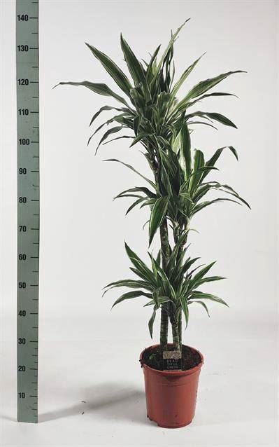 <h4>Dracaena fr de 'Warneckei'</h4>