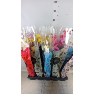 Phalaenopsis   ...mix