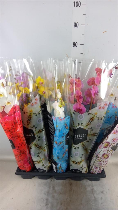 <h4>Phalaenopsis ...mix</h4>