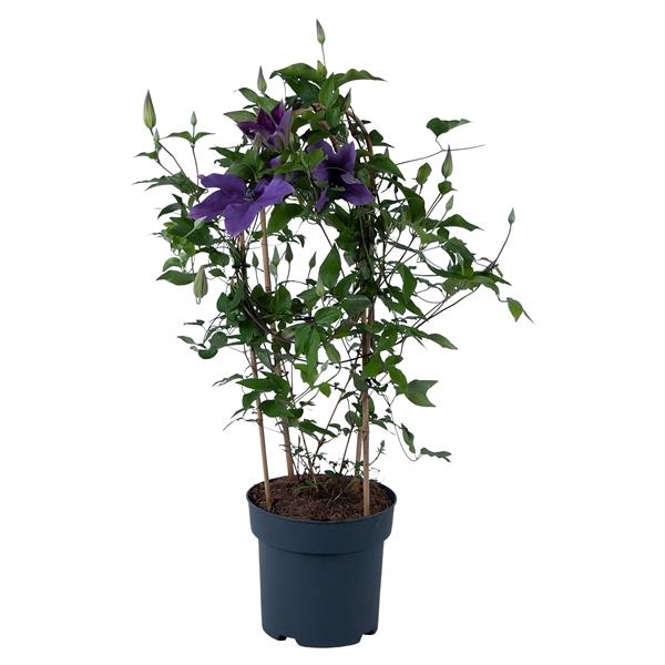 <h4>Clematis Garland autre</h4>