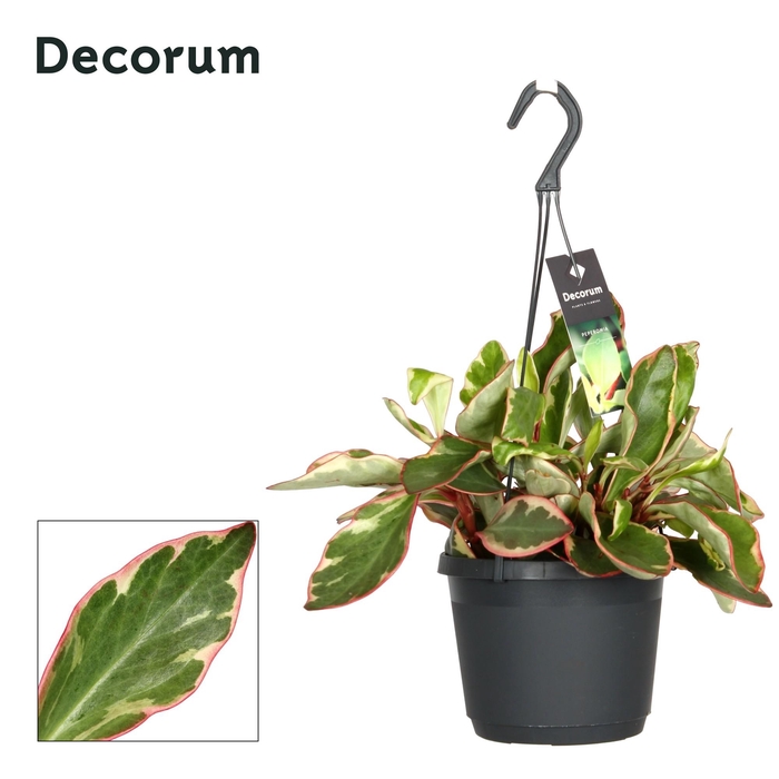 <h4>Peperomia clus. ' Jellie'</h4>