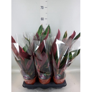 Stromanthe sanguin. 'Triostar'