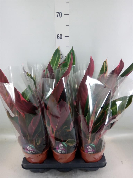 <h4>Stromanthe sanguin. 'Triostar'</h4>