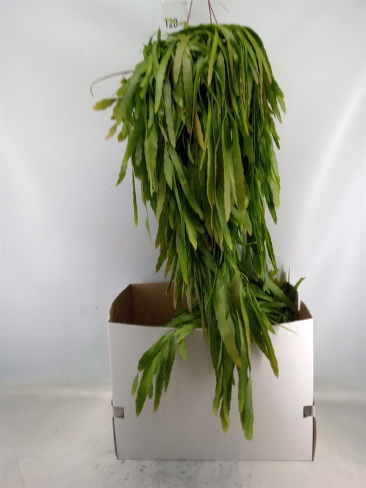 <h4>Pseudorhipsalis ramulosa</h4>