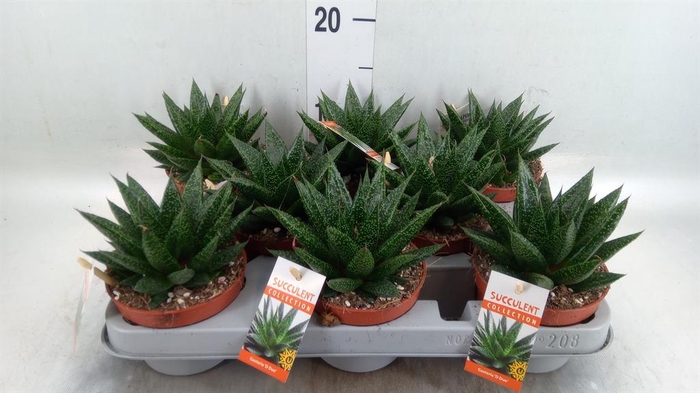 <h4>Gasteria</h4>